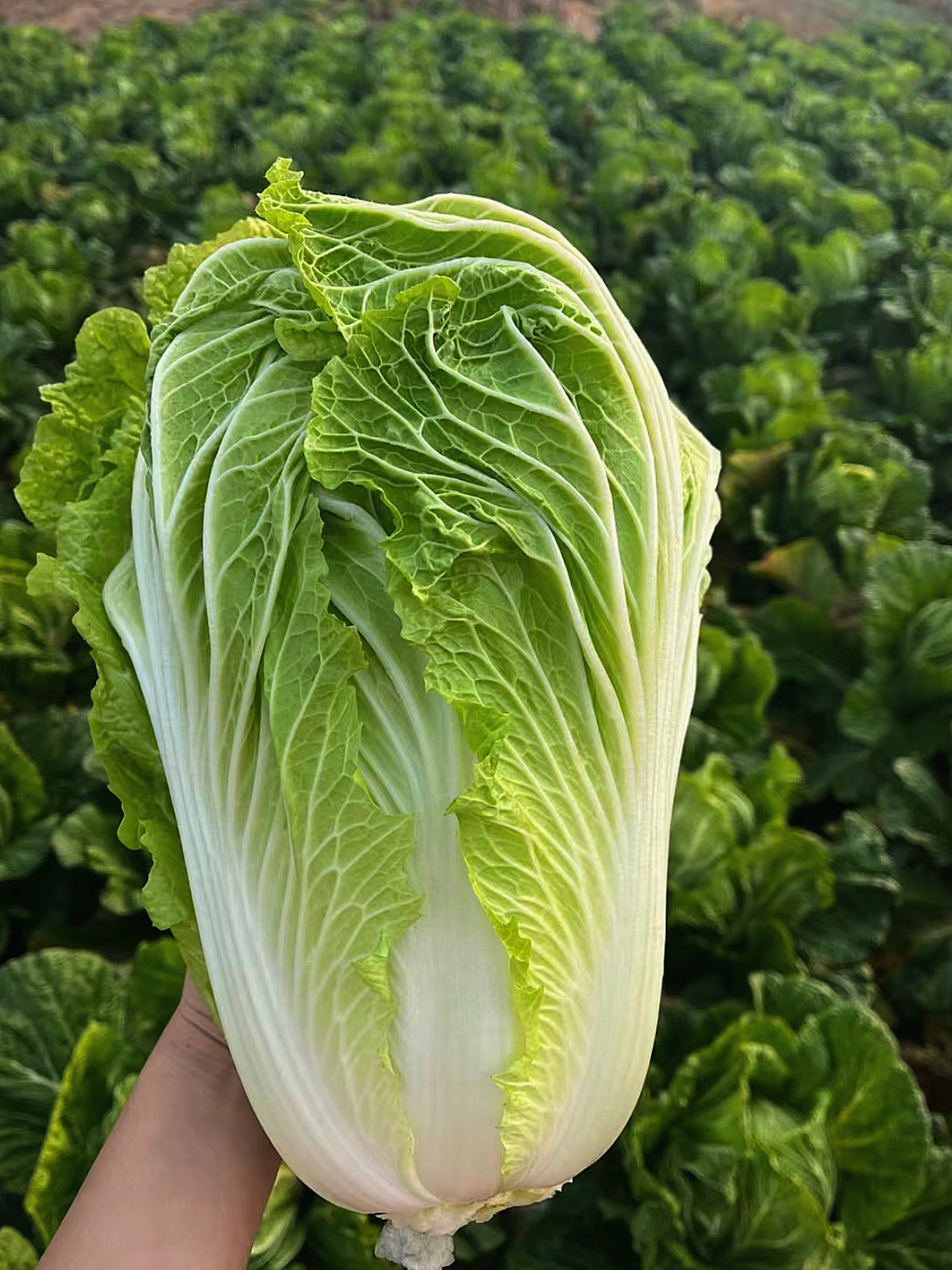 白菜
