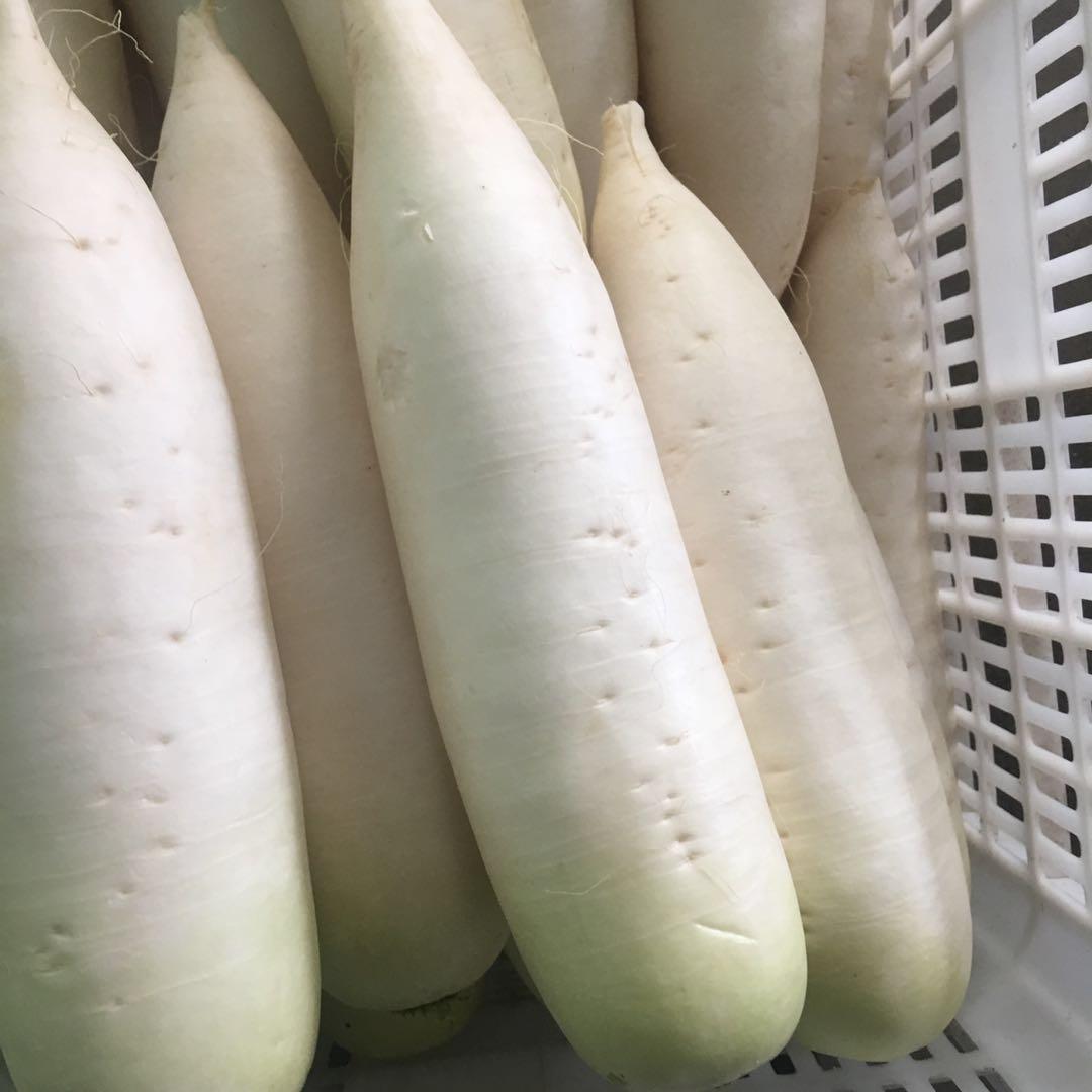 白萝卜